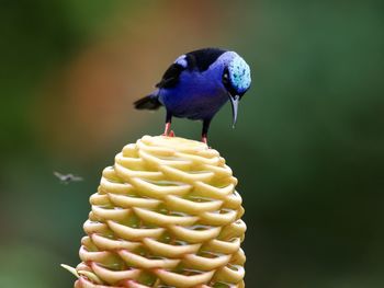 animal themes