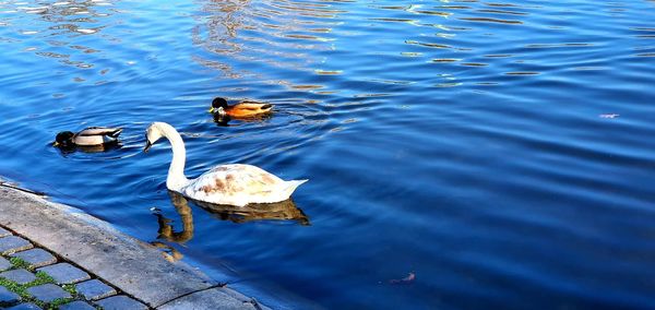 High angle view of ducks swimming in lake