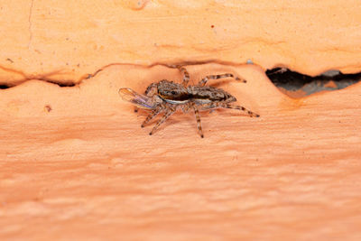 Close-up of spider on sand