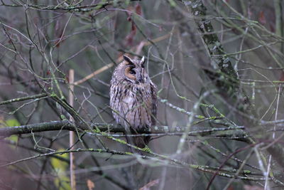 A long-eared owl in the woods 