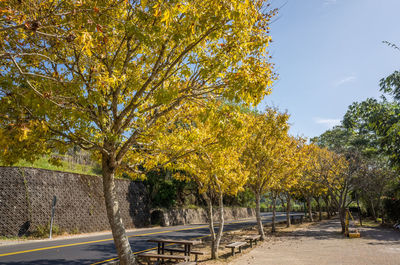 Trees in park during autumn