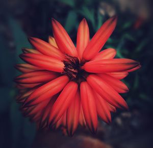 Close-up of flower blooming outdoors