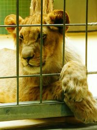 Two cats sitting in cage