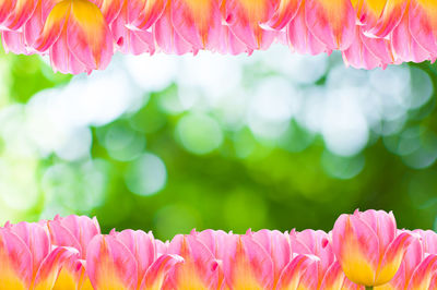 Close-up of pink flowers blooming outdoors