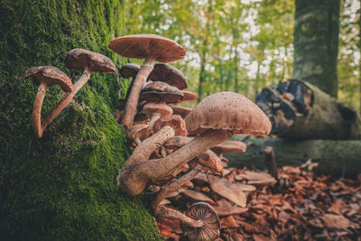 Close-up of mushroom growing on field