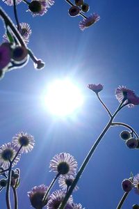 Low angle view of flower tree against sky