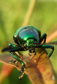 Close-up of insect