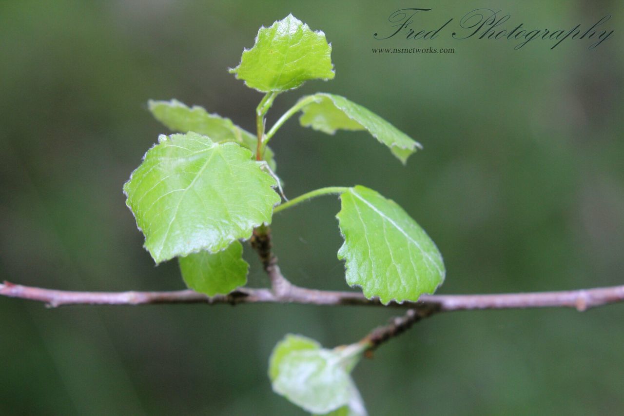 leaf, green color, growth, focus on foreground, close-up, plant, nature, freshness, selective focus, beauty in nature, stem, day, green, outdoors, leaf vein, twig, no people, tranquility, beginnings, bud