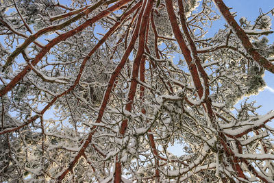 Low angle view of frozen tree against sky