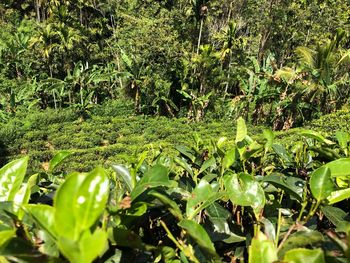 Close-up of plants growing on land