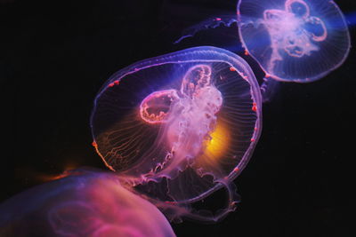 Close-up of jellyfish swimming in sea