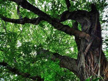 Low angle view of tree trunk in forest