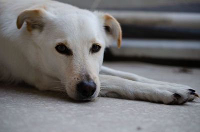 Close-up portrait of dog resting