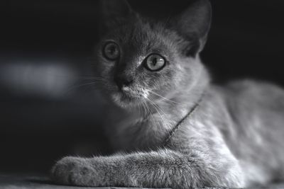 animal themes