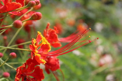 Close-up of red flowers blooming in garden