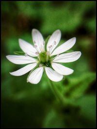 Close-up of white flowering plant