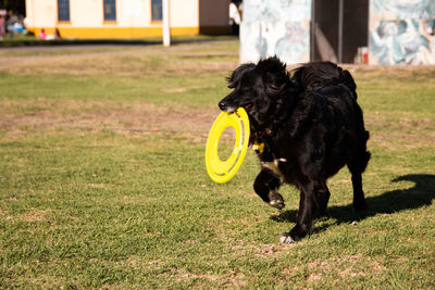 Dog playing with frisbee