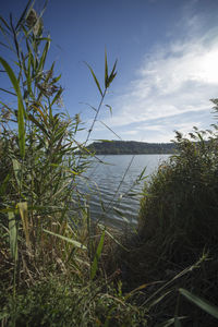 Grass by sea against sky