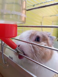 Close-up of horse in cage