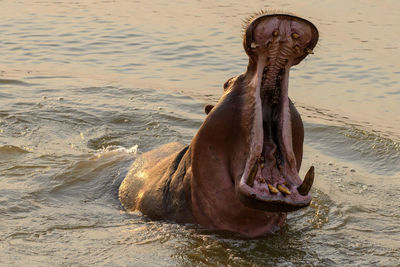 Horse in a sea