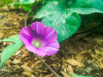 Close-up of pink flower blooming outdoors