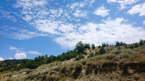 Trees on landscape against sky