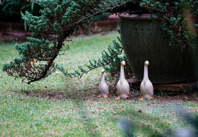 Ducks on field by tree