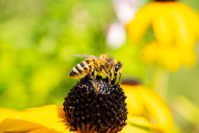 Close-up of bee pollinating on yellow flower