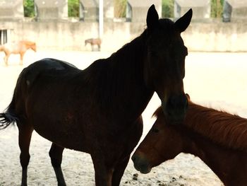 Close-up of horse