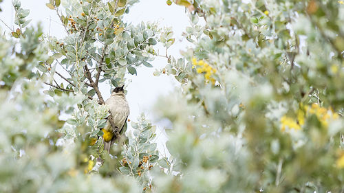 View of bird perching on plant