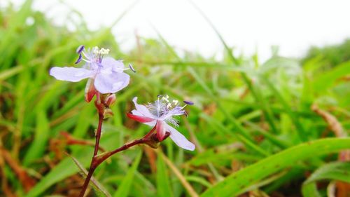 Close-up of purple flowers blooming