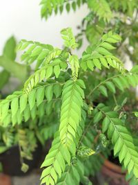 High angle view of fresh green plants outdoors