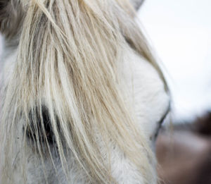 Close-up of a dog