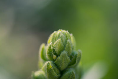 Close-up of bud