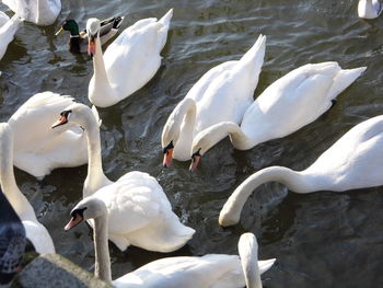 High angle view of swans swimming on lake