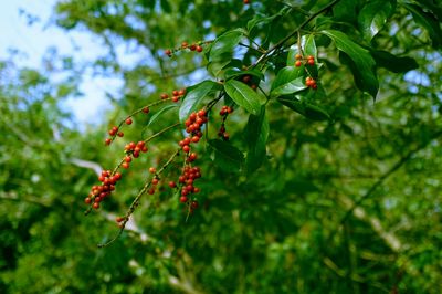 Close-up of red berries growing on tree