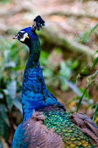 Close-up of peacock