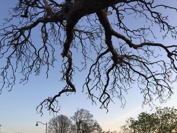 Low angle view of bare trees against sky