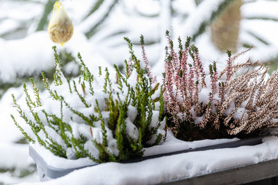 Close-up of snow covered pine tree