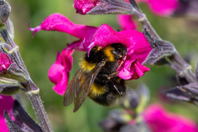 Macro shot of a bee pollinating a pink salvia flower
