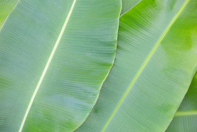 Full frame shot of green leaf