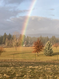 Trees on field against rainbow in sky