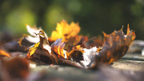 Close-up of autumn foliage on sunlit ground