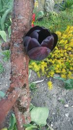 High angle view of cat amidst plants