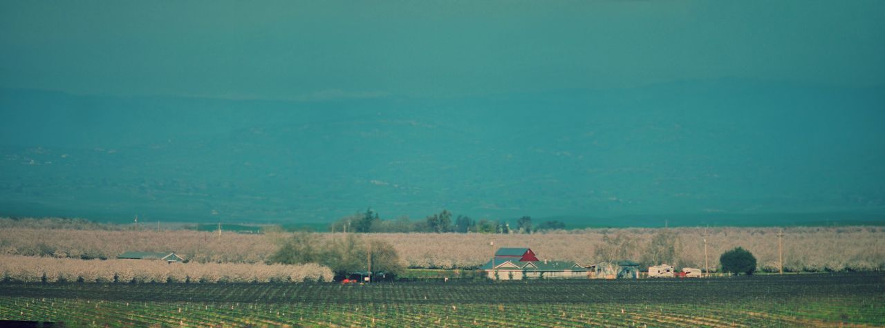 Almond Orchard in bloom blossoms For the Love of Trees ~ landscape Pastel Power Countryside Glamour