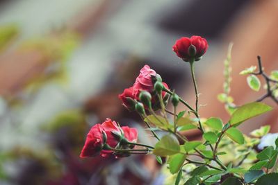 Close-up of red flowering plant