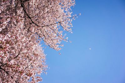 Low angle view of cherry blossom against blue sky