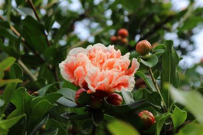 Close-up of red flowering plant