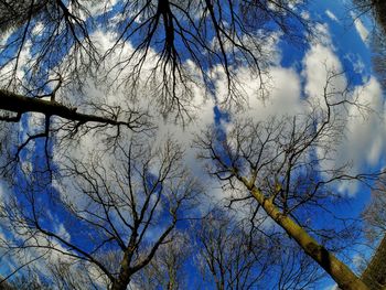 Low angle view of bare tree against sky