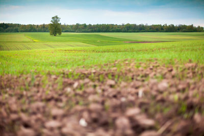 Scenic view of agricultural field against sky